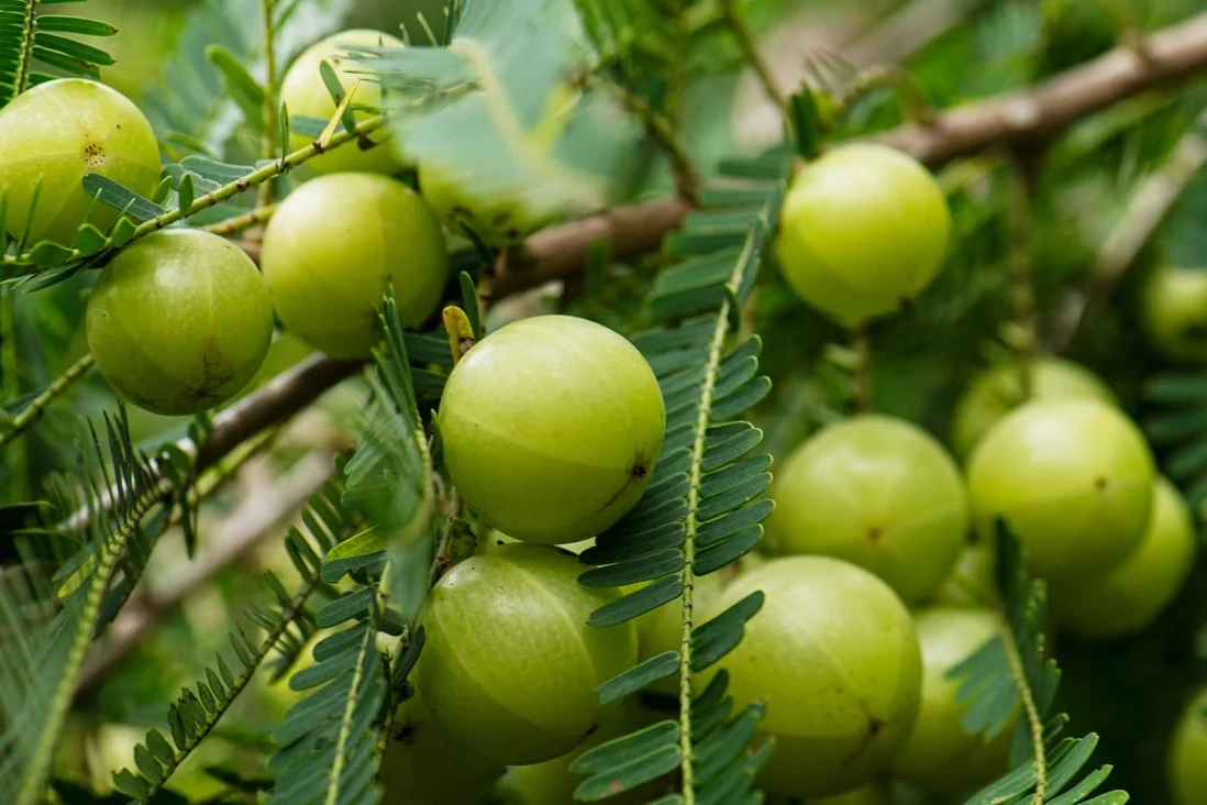 AMLA- A MIRACLE FRUIT